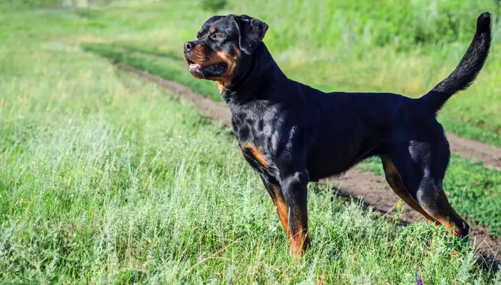 Phòng Bệnh Chó Rottweiler