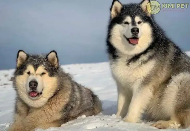 Alaska Sau 6 Tháng Trở Lên