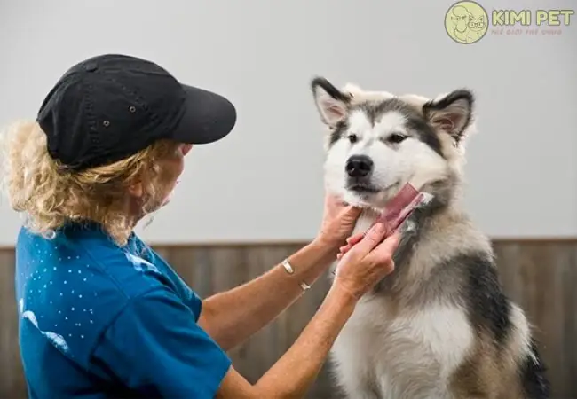 Cách Chăm Sóc Lông Cho Chó Alaska