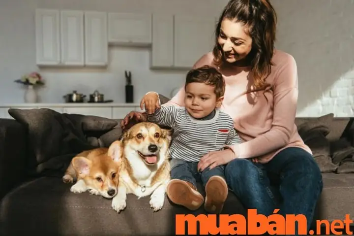 Tạo Một Không Gian Sống Lý Tưởng Cho Thú Cưng