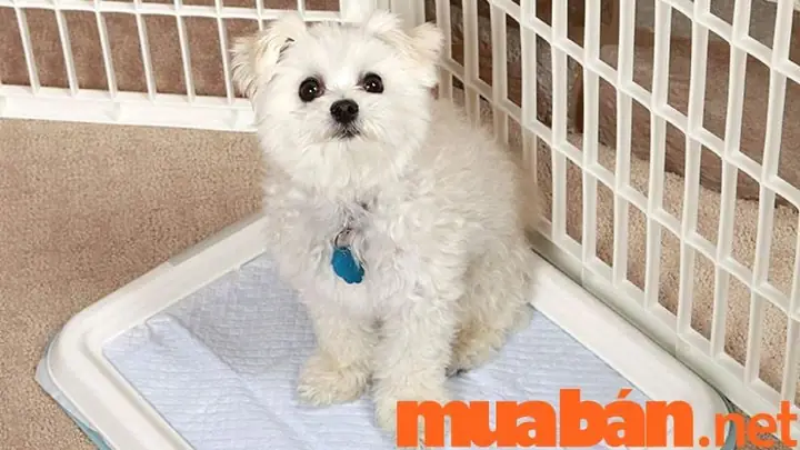 Cách Dạy Chó Đi Vệ Sinh Vào Khay