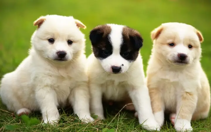 Huấn Luyện Cho Chó Con Huấn Luyện Cho Chó Con