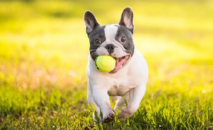 Kỹ Năng Huấn Luyện Chó Con Cơ Bản Kỹ Năng Huấn Luyện Chó Con Cơ Bản