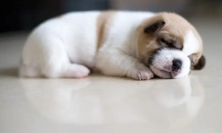 Kỹ Năng Huấn Luyện Chó Con Cơ Bản Kỹ Năng Huấn Luyện Chó Con Cơ Bản