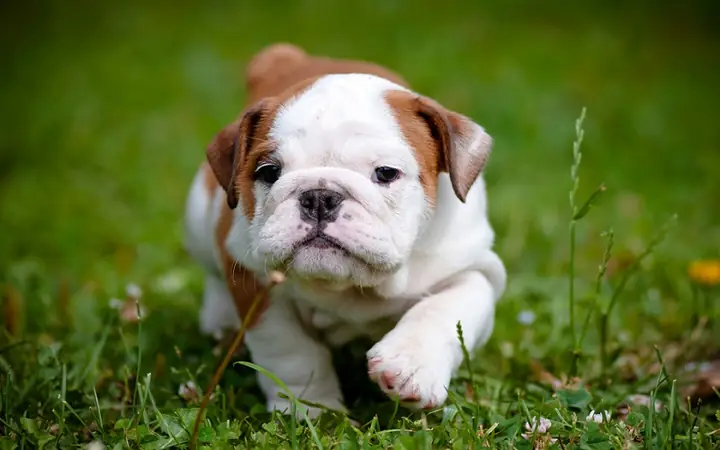 Thời Kỳ Thứ Ba Thời Kỳ Thứ Ba