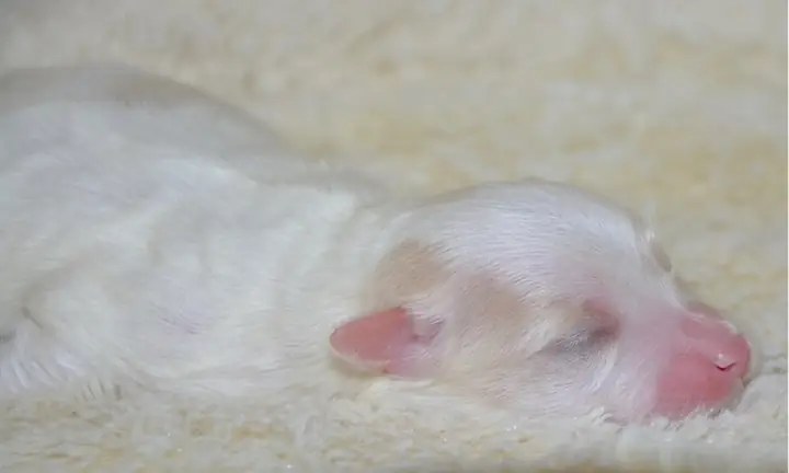 Thời Kỳ Thứ Nhất Thời Kỳ Thứ Nhất