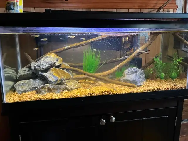 Cách Nuôi Rong Trong Bể Cá: Cẩm Nang Toàn Tập Từ A-z Cho Người Mới