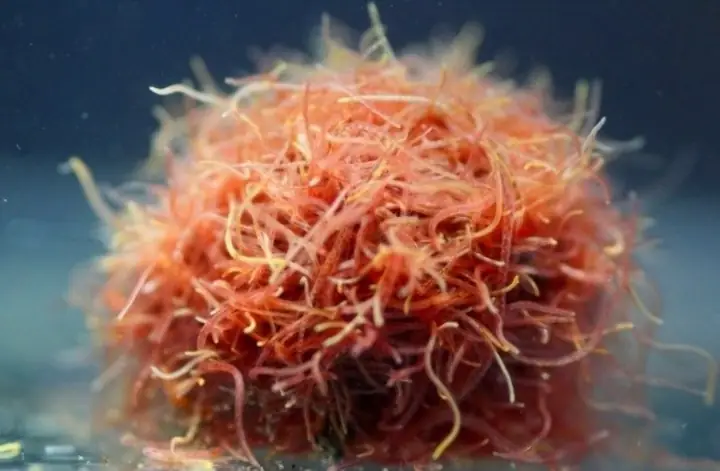 Vai Trò Và Kỹ Thuật Nuôi Sinh Khối Trùn Chỉ