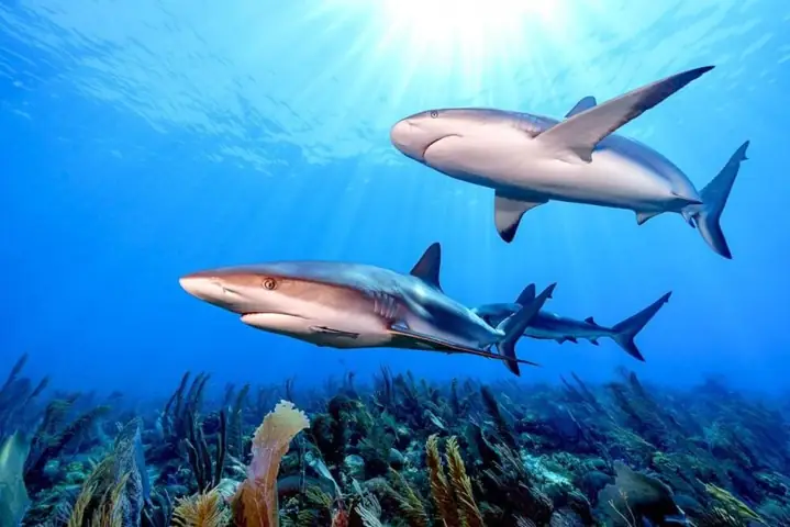 Cách Pha Nước Biển Nuôi Cá: Hướng Dẫn Chi Tiết Từ A Đến Z