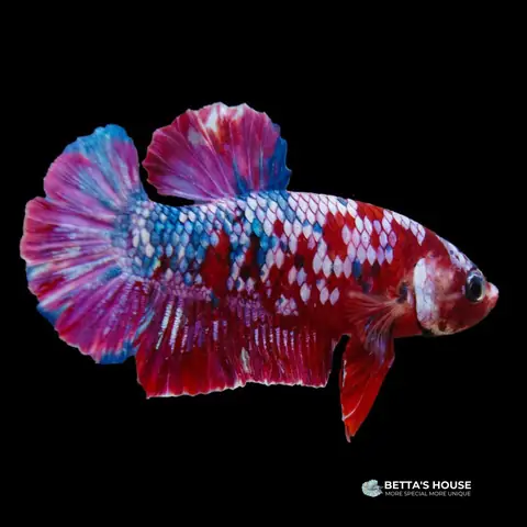 Khám Phá Các Loại Cá Betta: Đặc Điểm Và Phân Loại