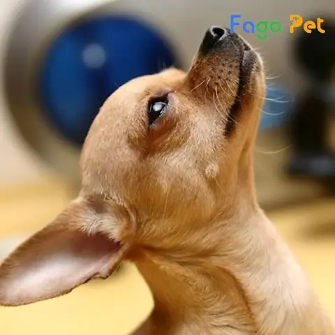 Những Lưu Ý Khi Phối Giống Chó Chihuahua