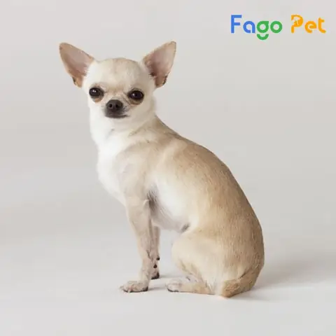Cần Chuẩn Bị Gì Trước Khi Phối Giống Chihuahua