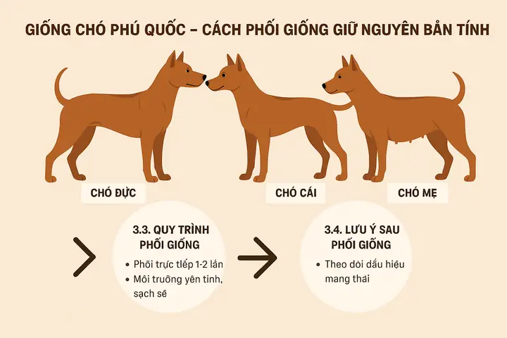 Phối Giống Chó Phú Quốc, Cách Phối Giống Chó Phú Quốc, Phối Giống Chó Phú Quốc Bình Dương, Phối Giống Chó Phú Quốc Thủ Đức, Phối Giống Chó Phú Quốc Dĩ An, Phối Giống Chó Phú Quốc Thuận An, Phối Giống Chó Phú Quốc Tân Uyên, Phối Giống Chó Phú Quốc Thủ Dầu Một Phối Giống Chó Phú Quốc, Cách Phối Giống Chó Phú Quốc, Phối Giống Chó Phú Quốc Bình Dương, Phối Giống Chó Phú Quốc Thủ Đức, Phối Giống Chó Phú Quốc Dĩ An, Phối Giống Chó Phú Quốc Thuận An, Phối Giống Chó Phú Quốc Tân Uyên, Phối Giống Chó Phú Quốc Thủ Dầu Một