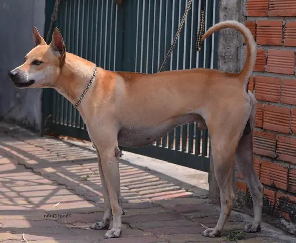 Phối Giống Chó Phú Quốc, Cách Phối Giống Chó Phú Quốc, Phối Giống Chó Phú Quốc Bình Dương, Phối Giống Chó Phú Quốc Thủ Đức, Phối Giống Chó Phú Quốc Dĩ An, Phối Giống Chó Phú Quốc Thuận An, Phối Giống Chó Phú Quốc Tân Uyên, Phối Giống Chó Phú Quốc Thủ Dầu Một Phối Giống Chó Phú Quốc, Cách Phối Giống Chó Phú Quốc, Phối Giống Chó Phú Quốc Bình Dương, Phối Giống Chó Phú Quốc Thủ Đức, Phối Giống Chó Phú Quốc Dĩ An, Phối Giống Chó Phú Quốc Thuận An, Phối Giống Chó Phú Quốc Tân Uyên, Phối Giống Chó Phú Quốc Thủ Dầu Một