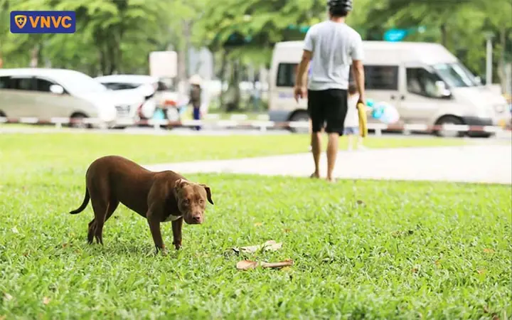 Cách Phòng Ngừa Chó Cắn