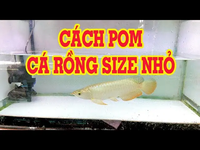 Cách Phối Cá Rồng 24k9999: Hướng Dẫn Chi Tiết Từ Chuyên Gia