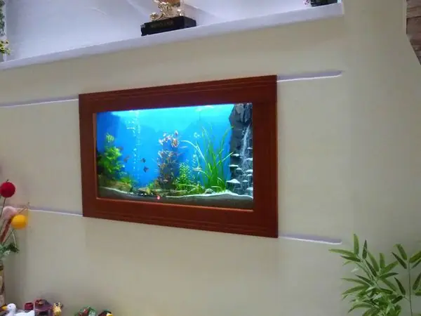 Setup Và Cách Chăm Sóc Bể Cá Cảnh Cho Người Mới Chơi