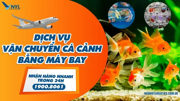 Các Yếu Tố Cần Chuẩn Bị Trước Khi Ship Cá Cảnh Đi Xa Các Yếu Tố Cần Chuẩn Bị Trước Khi Ship Cá Cảnh Đi Xa