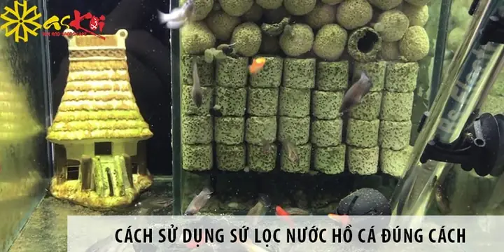 Hướng Dẫn Chi Tiết Cách Sử Dụng Túi Lọc Hồ Cá Hiệu Quả Nhất