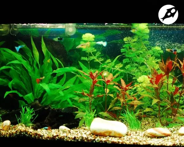 Cách Làm Vi Sinh Psb Cho Bể Cá