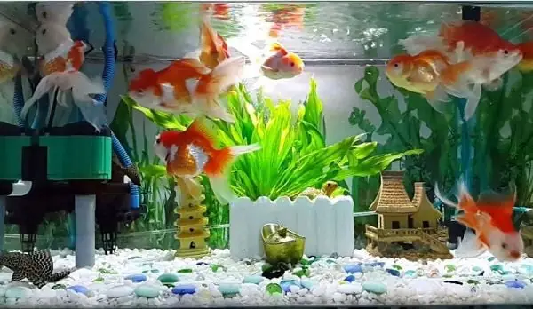 Lợi Ích Của Máy Bơm Nước Bể Cá