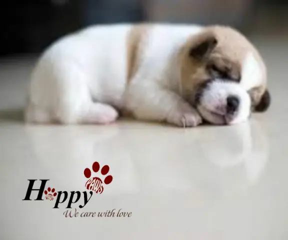 Về Việc Tắm Cho Chó 1 Tháng Tuổi