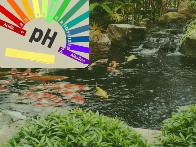 Ph Ảnh Hưởng Như Thế Nào Đến Cá?