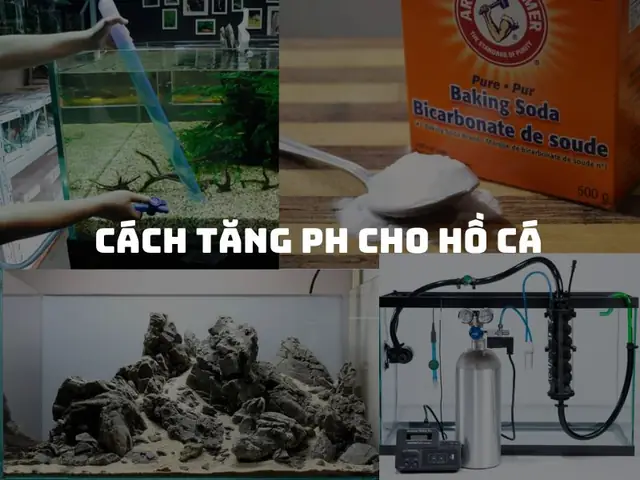 Cách Tăng Ph Cho Hồ Cá