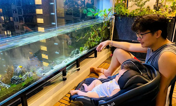 Cách Tạo Ra Một Bể Cá Cảnh Tự Nhiên Và Hấp Dẫn Với Cỏ Thủy Sinh Và Cây Cảnh