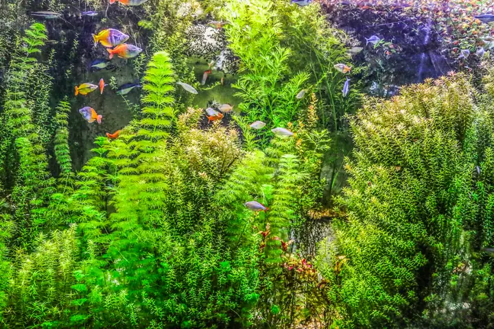 Cách Tạo Oxy Cho Cá Không Cần Máy Bằng Cách Trồng Thêm Cây Thuỷ Sinh