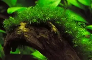 Cách Tạo Rong Rêu Cho Hồ Cá