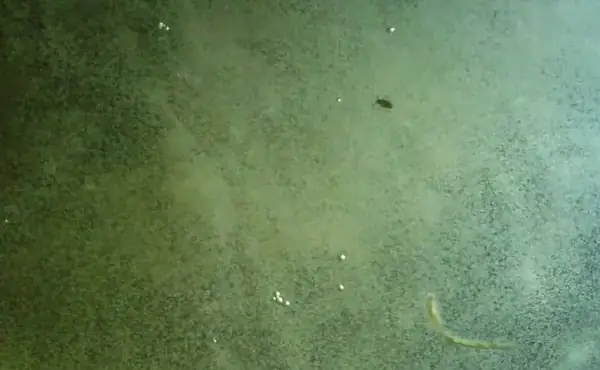 Cách Tạo Trùng Cỏ Cho Cá Bột: Hướng Dẫn Khoa Học & Thực Tiễn Từ Chuyên Gia