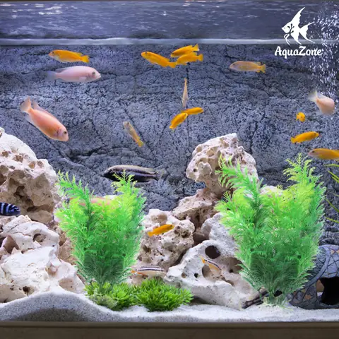 Thiết Lập Môi Trường Sống Cho Vi Sinh Phát Triển