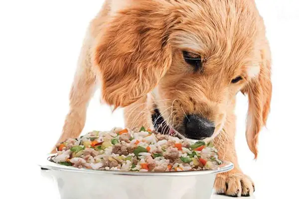 Nên Cho Chó Ăn Cơm Hay Hạt Khi Trưởng Thành? Nên Cho Chó Ăn Cơm Hay Hạt Khi Trưởng Thành?