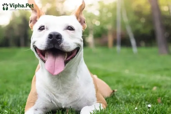 Tầm Quan Trọng Của Việc Tẩy Giun Định Kỳ