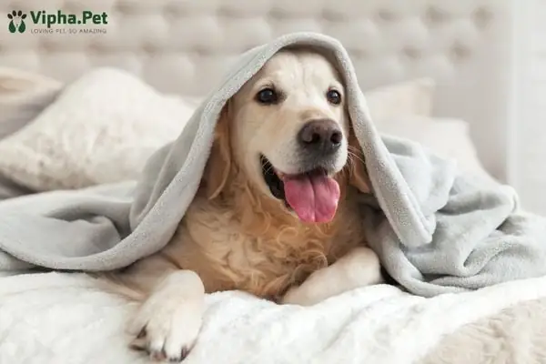 Chọn Thuốc Tẩy Giun