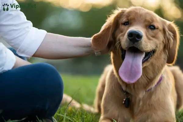 Khi Nào Là Thời Điểm Tốt Nhất Để Tẩy Giun Cho Chó?