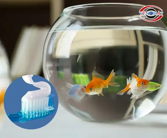 Tẩy Ố Kính Hồ Cá Bằng Kem Đánh Răng