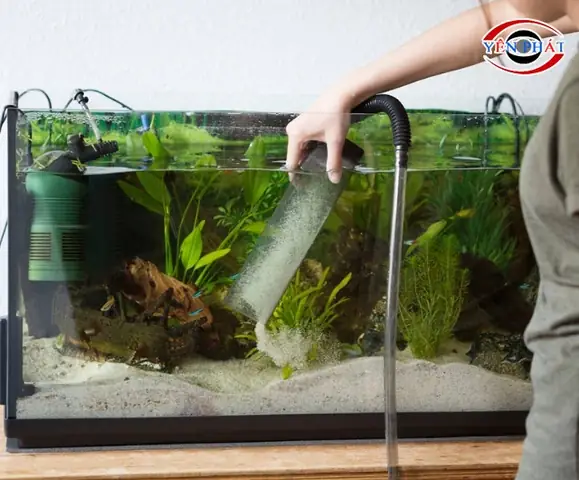 #9 Cách Tẩy Kính Bể Cá Bị Ố Đơn Giản, Dễ Làm, Siêu Hiệu Quả