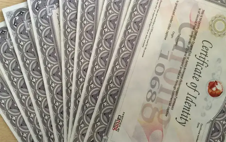 Chip Cá Rồng Là Gì? Cấu Tạo Và Nguyên Lý Hoạt Động