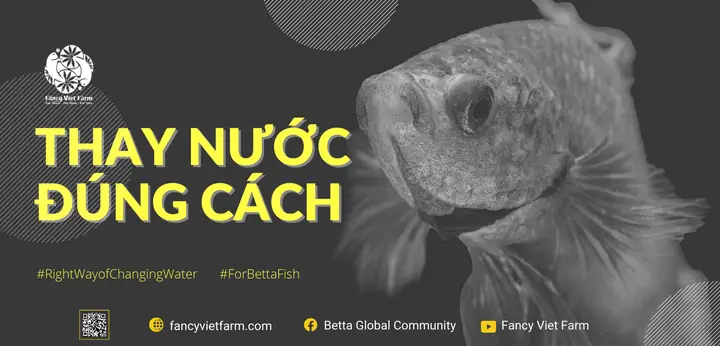 Cách Thay Nước Cá Lia Thia