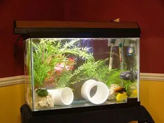 Bước 5: Vệ Sinh Và Chăm Chút Cho Bể Bước 5: Vệ Sinh Và Chăm Chút Cho Bể