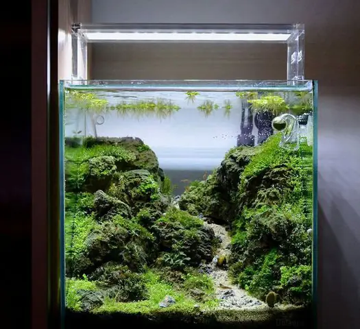 Bước 4: Trang Trí Cho Bể Cá Cảnh Bước 4: Trang Trí Cho Bể Cá Cảnh