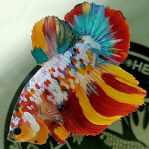 Bước 2: Lựa Chọn Giống Cá Bước 2: Lựa Chọn Giống Cá