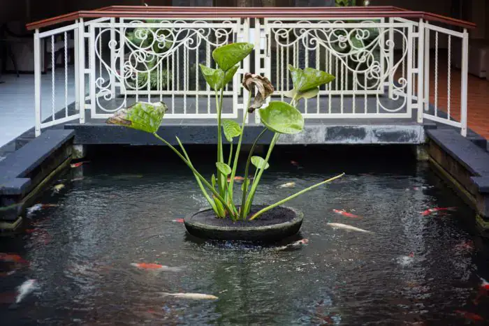 Hồ Cá Koi Mini Trong Nhà