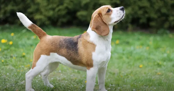 Tìm Hiểu Các Loại Tinh Trùng Dùng Để Thụ Tinh Nhân Tạo Cho Chó