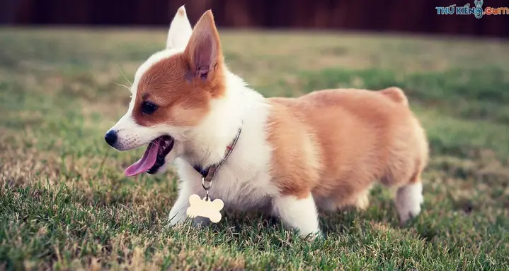 Thụ Tinh Nhân Tạo Ở Chó Gồm Những Bước Nào?