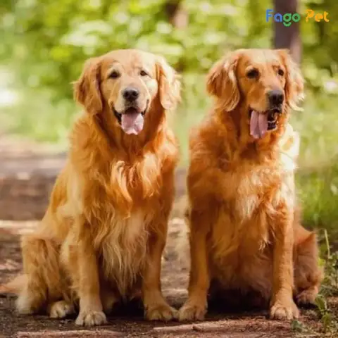 Chuẩn Bị Khi Thuần Chó Trưởng Thành Chuẩn Bị Khi Thuần Chó Trưởng Thành