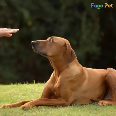 Xác Định Bài Huấn Luyện Chó Trưởng Thành Cần Áp Dụng Xác Định Bài Huấn Luyện Chó Trưởng Thành Cần Áp Dụng