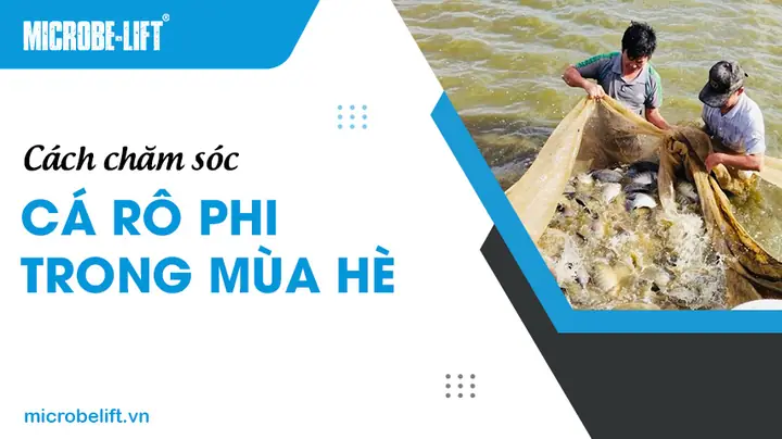 Cách Tiêu Diệt Cá Rô Phi Hiệu Quả Và An Toàn Cho Người Nuôi Trồng